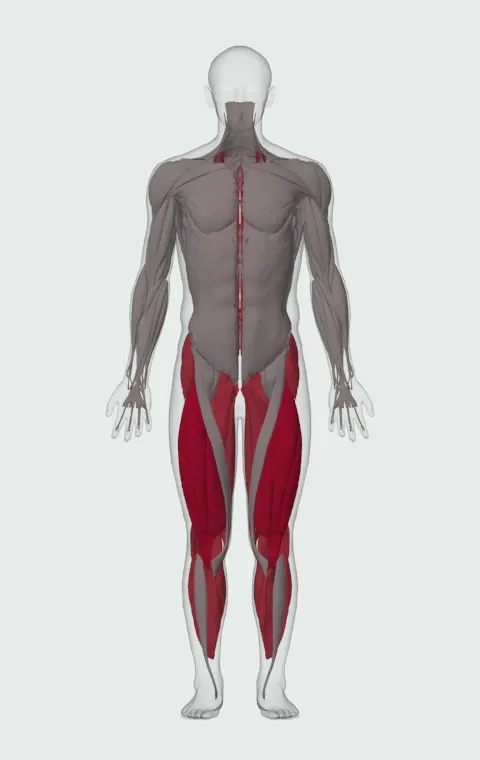 Yoke Walk: the muscles it trains, from the front. Primary — Rectus Femoris, Vastus Lateralis, Vastus Medialis and Vastus Intermedius. Also worked — Rectus Abdominis, Gluteus Medius, Gluteus Minimus, Tensor Fasciae Latae and 12 more.