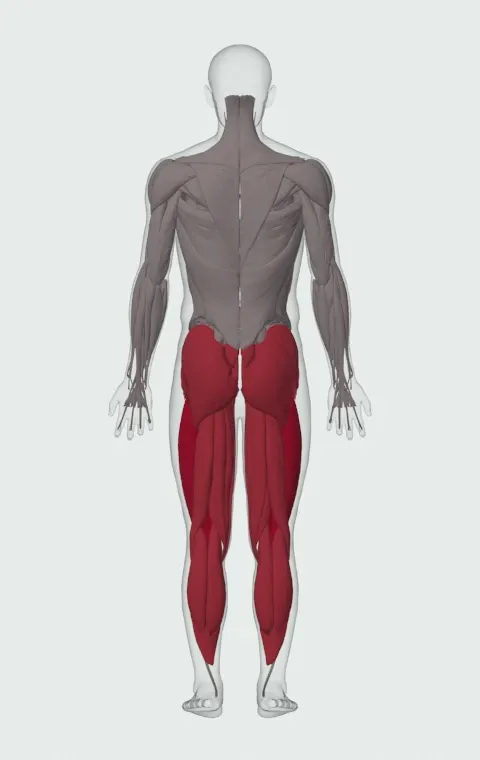 Yoke Walk: the muscles it trains, from behind. Primary — Rectus Femoris, Vastus Lateralis, Vastus Medialis and Vastus Intermedius. Also worked — Rectus Abdominis, Gluteus Medius, Gluteus Minimus, Tensor Fasciae Latae and 12 more.