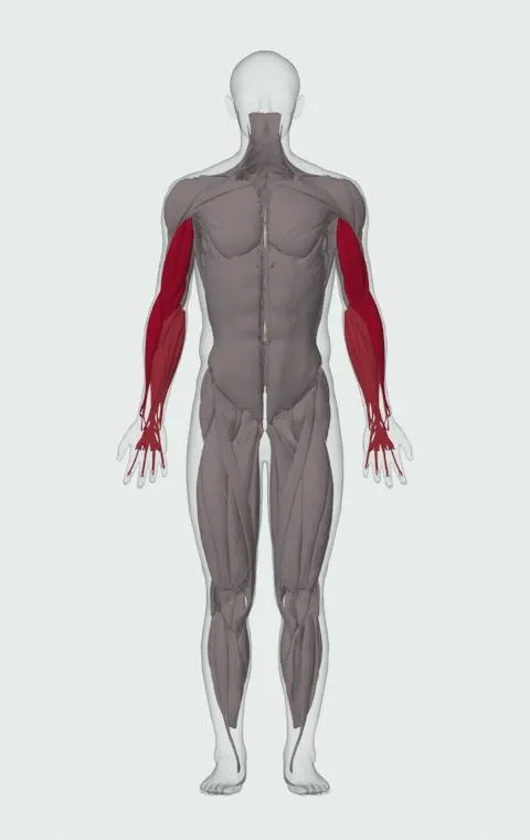 Zottman Curl: the muscles it trains, from the front. Primary — Long Head, Short Head, Brachialis and Brachioradialis. Also worked — Forearm Flexors and Forearm Extensors.