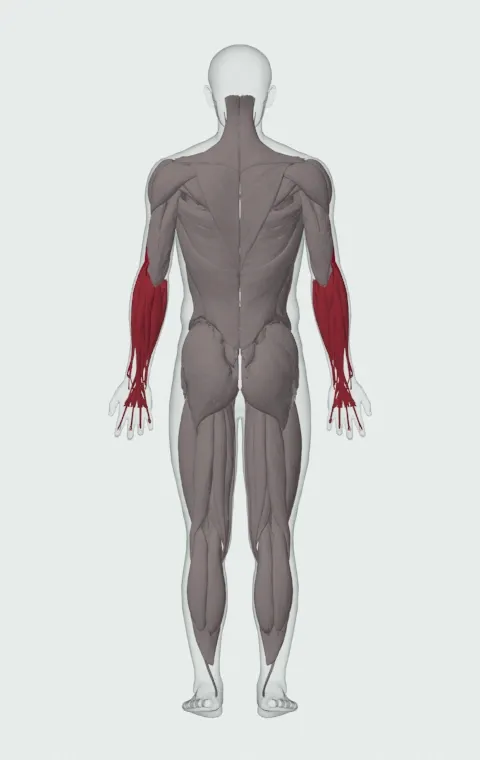 Zottman Curl: the muscles it trains, from behind. Primary — Long Head, Short Head, Brachialis and Brachioradialis. Also worked — Forearm Flexors and Forearm Extensors.