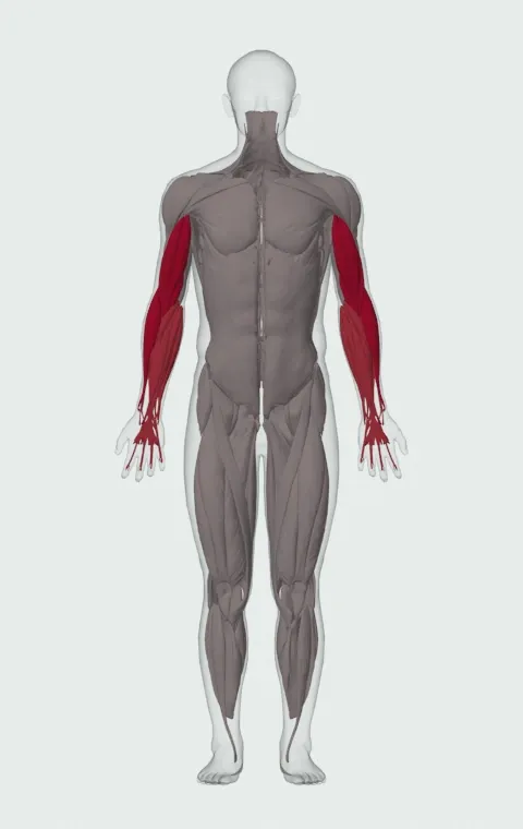 Reverse EZ-Bar Preacher Curl: the muscles it trains, from the front. Primary — Long Head, Short Head, Brachialis and Brachioradialis. Also worked — Forearm Flexors and Forearm Extensors.