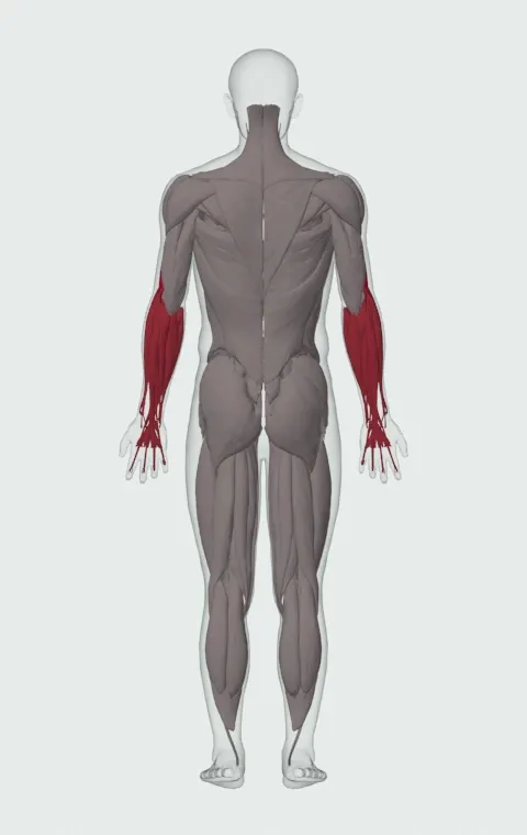 Zottman Preacher Curl: the muscles it trains, from behind. Primary — Long Head, Short Head, Brachialis and Brachioradialis. Also worked — Forearm Flexors and Forearm Extensors.